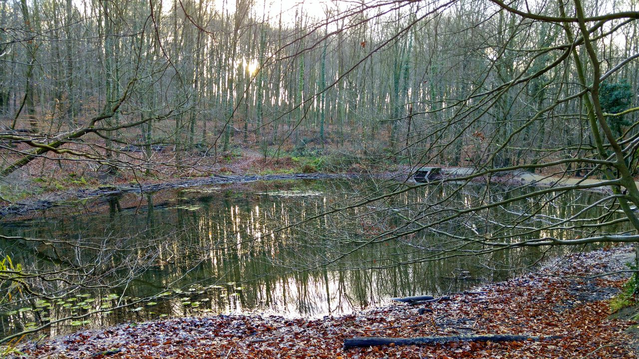 Goetheteich im Bürgerpark